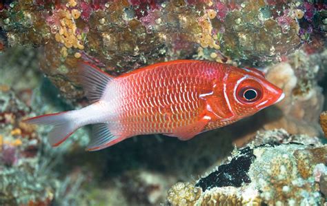squirrel fish|Company Information .